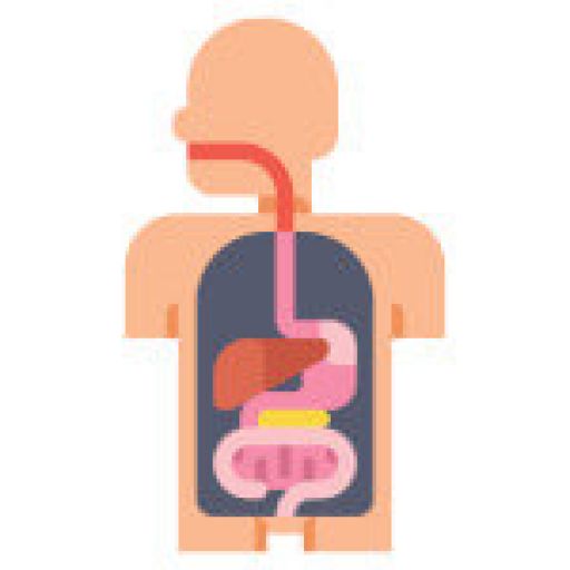 Metabolismo-intestino
