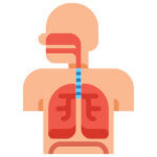 Sistema respiratorio
